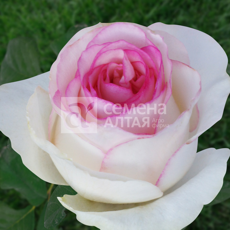 Дольче Вита/Сем Алт/1 шт. в коробке