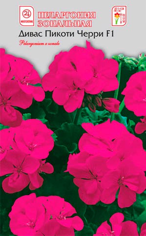 Пеларгония Дивас F1 Пикоти Черри зональная/Сем Алт/цп 4 шт.
