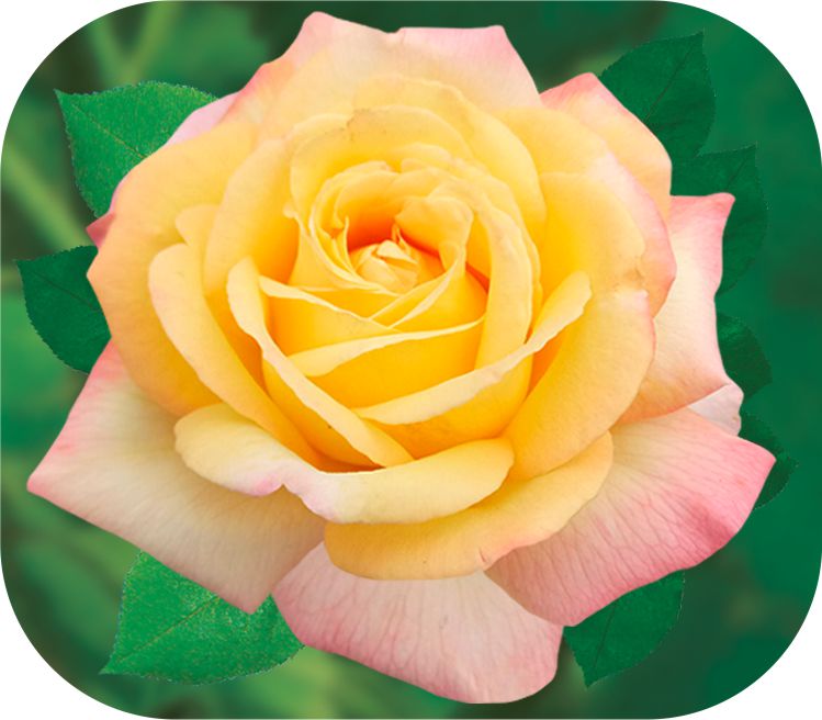 Глория Дей Клайминг/Сем Алт/1 шт. в коробке