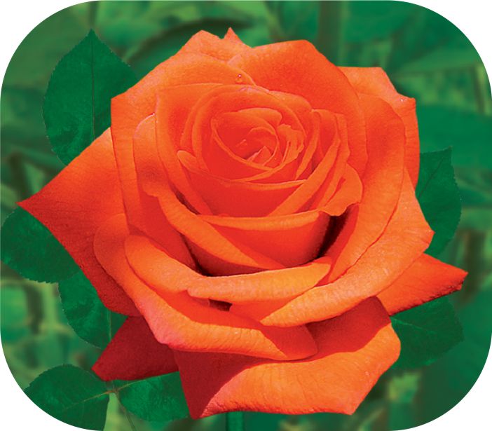 Моника/Сем Алт/1 шт. в коробке