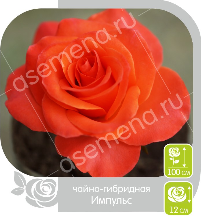 Импульс/Сем Алт/1шт. в коробке