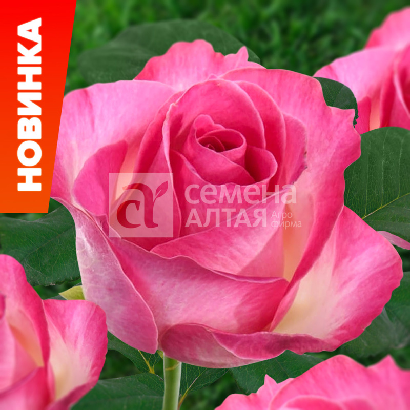 Кенди аваланж/Сем Алт/1шт. в коробке