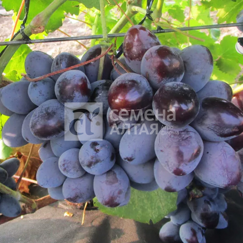 Ласточка/Сем Алт/1шт. в коробке