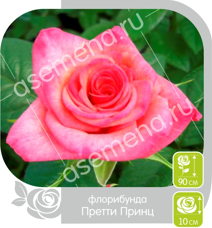 Претти Принц/Сем Алт/1шт. в коробке