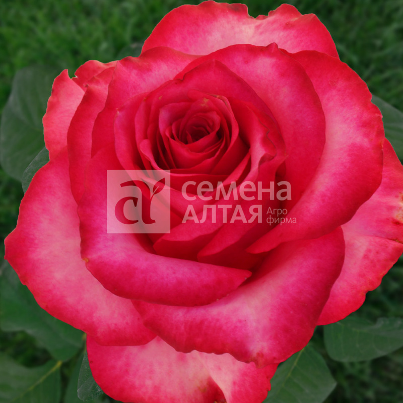 Розбери/Сем Алт/1шт. в коробке