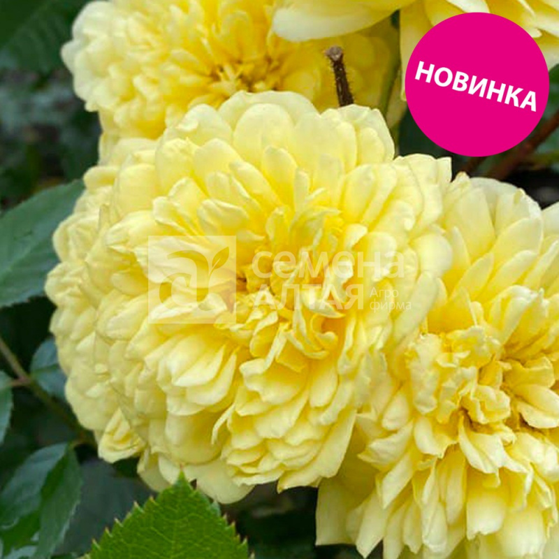 Тефия/Сем Алт/1шт. в коробке