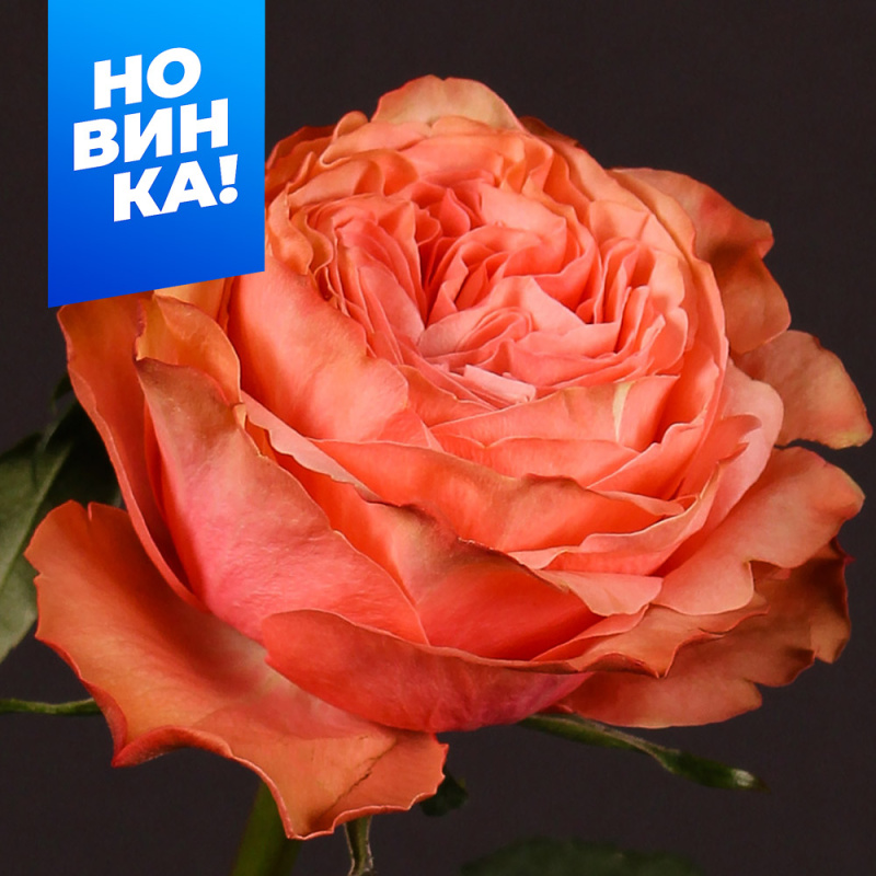 Кахала/Сем Алт/1шт. в коробке