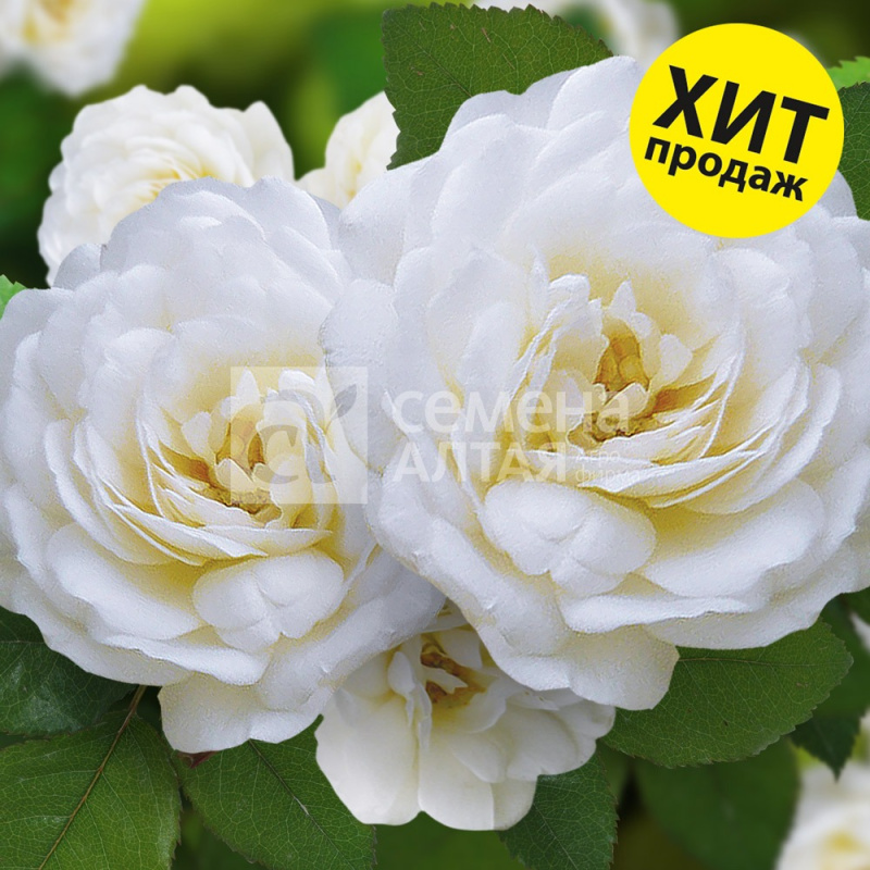 Скай хилл/Сем Алт/1шт. в коробке