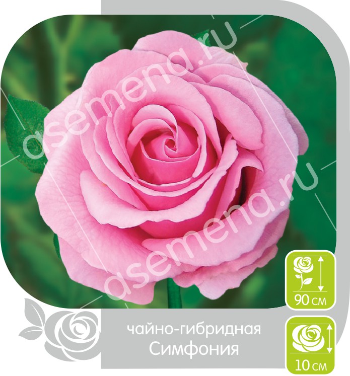 Симфония/Сем Алт/1шт. в коробке