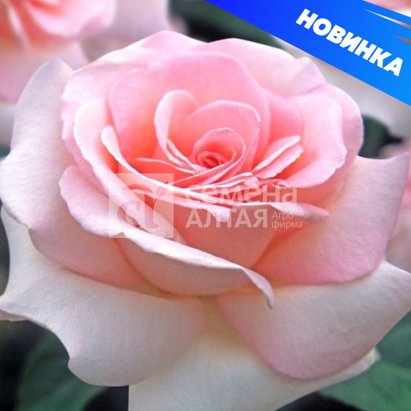 Александр Пушкин/Сем Алт/1шт. в коробке