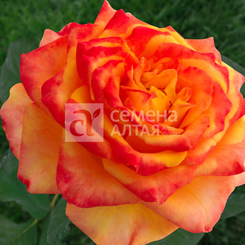 Мираж файер/Сем Алт/1шт. в коробке