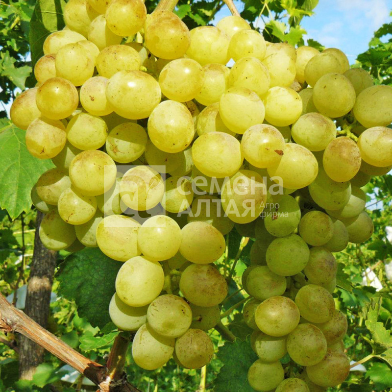 Восторг/Сем Алт/1шт. в коробке