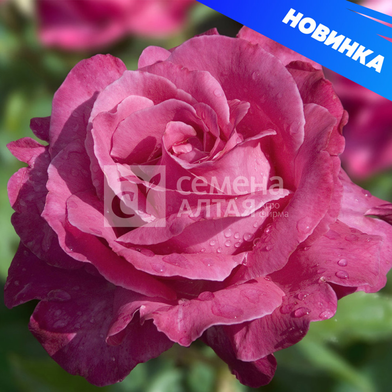 Каприз де Майян/Сем Алт/1шт. в коробке