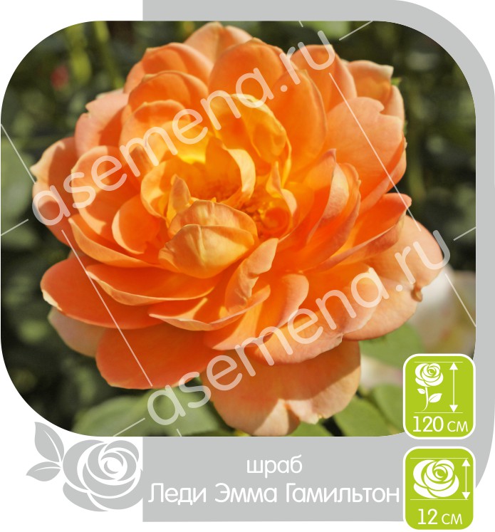 Леди Эмма Гамильтон/Сем Алт/1 шт. в коробке