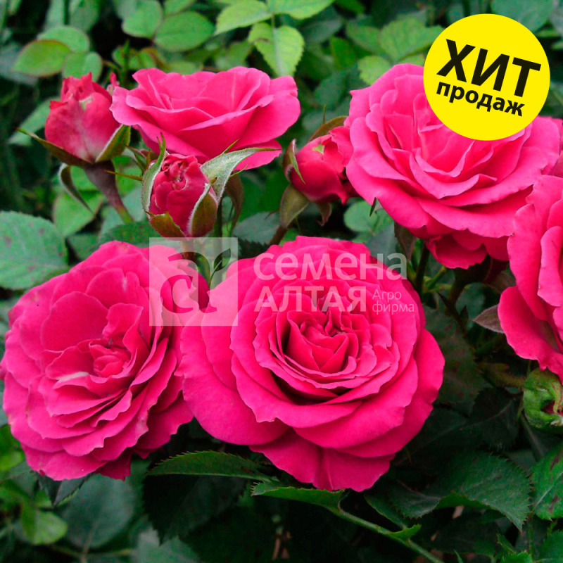 ХиХо/Сем Алт/1шт. в коробке