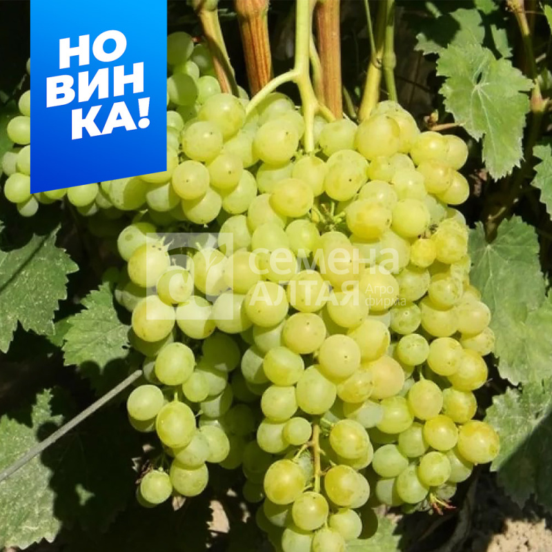 Олимпиада/Сем Алт/1шт. в коробке