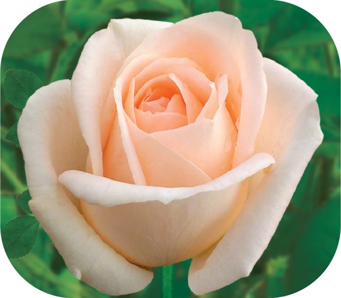 Осиана/Сем Алт/1 шт. в коробке