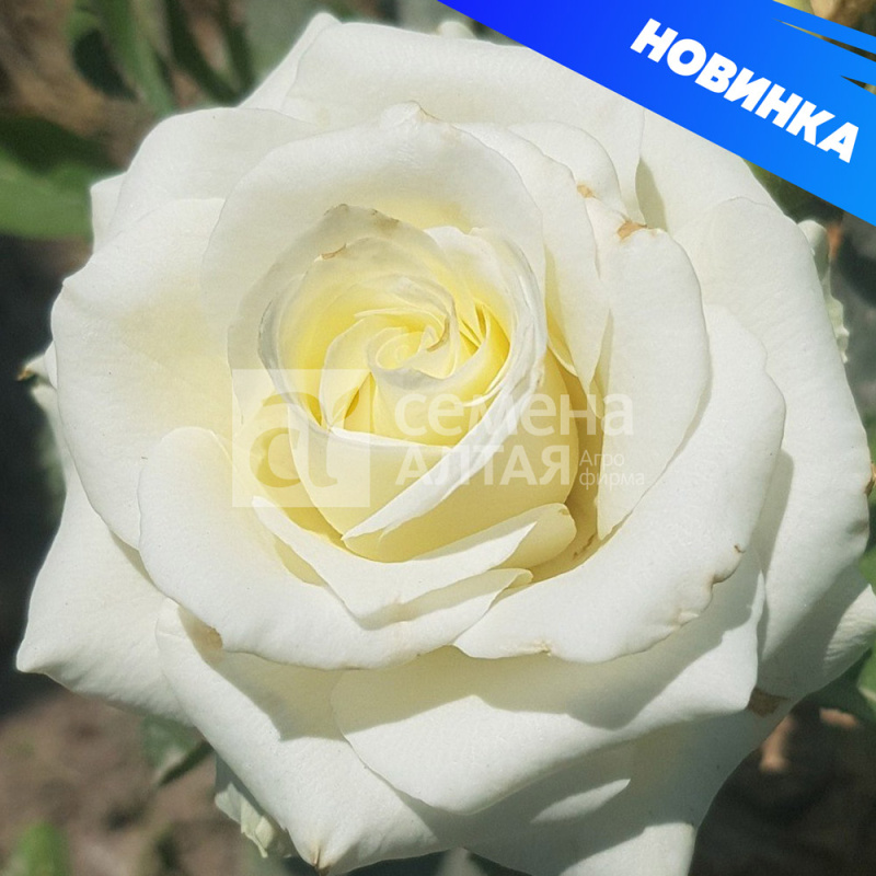 Прауд (без шипов)/Сем Алт/1шт. в коробке