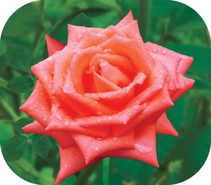 Муви Стар/Сем Алт/1 шт. в коробке