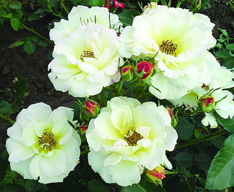 Салли Холмс/Сем Алт/1шт. в коробке