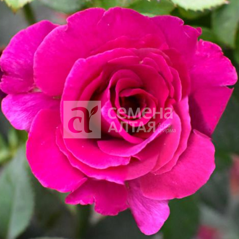 Биг перпл/Сем Алт/1шт. в коробке