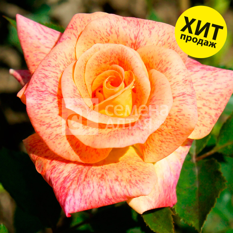 Мишель Серро/Сем Алт/1шт. в коробке