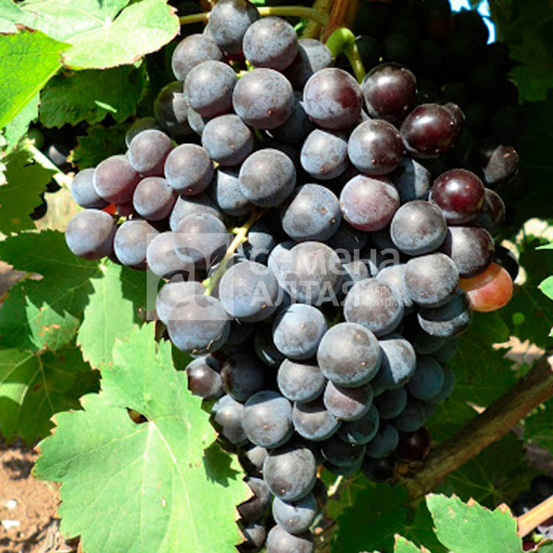 Фиолетовый Ранний/Сем Алт/1шт. в коробке