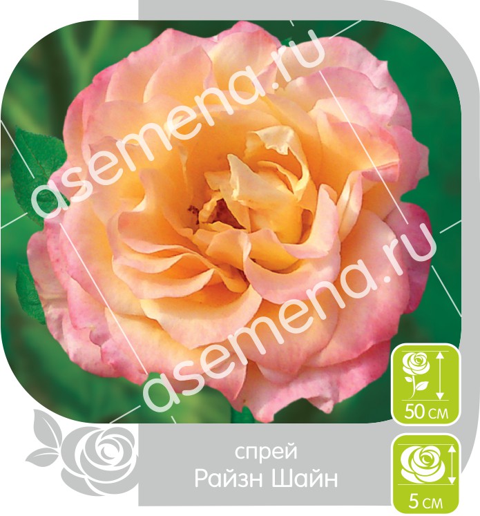 Райзн Шайн/Сем Алт/1 шт. в коробке