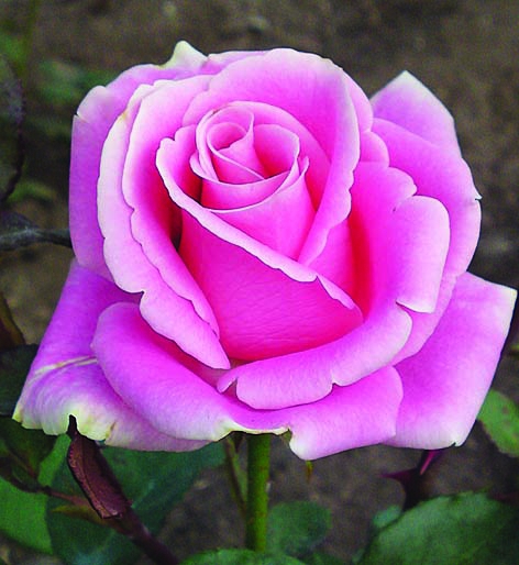 Розита Венделла/Сем Алт/1шт. в коробке