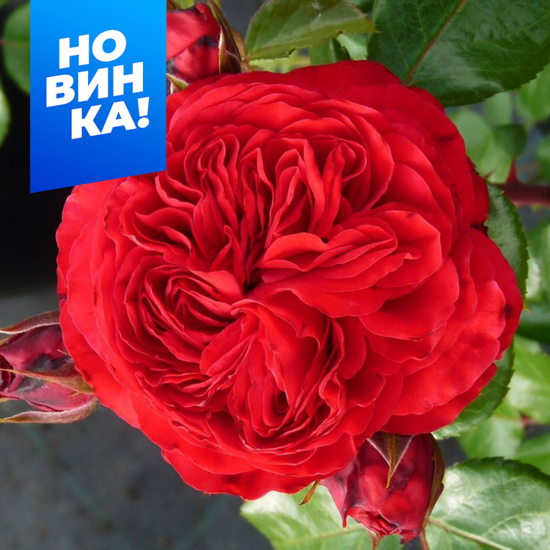 Инзел Майнау/Сем Алт/1шт. в коробке