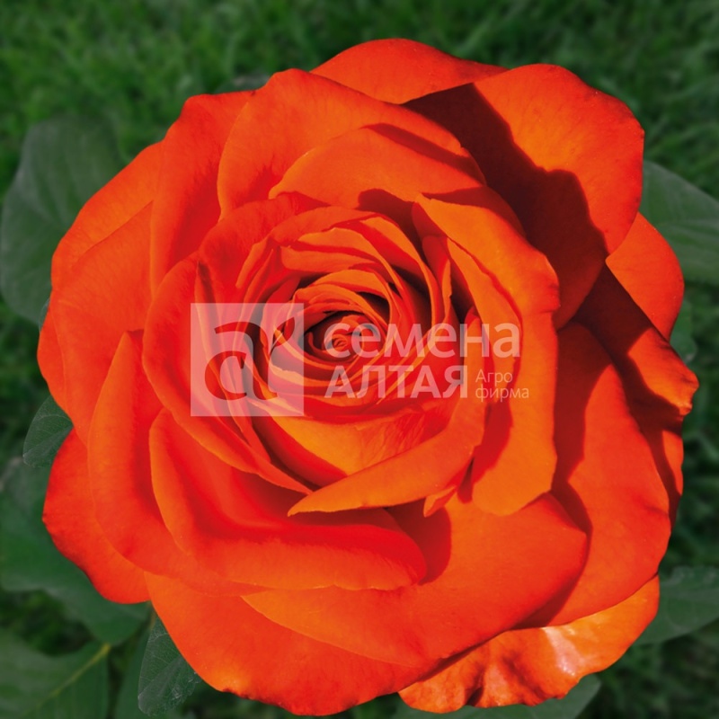 Рабона/Сем Алт/1 шт. в коробке