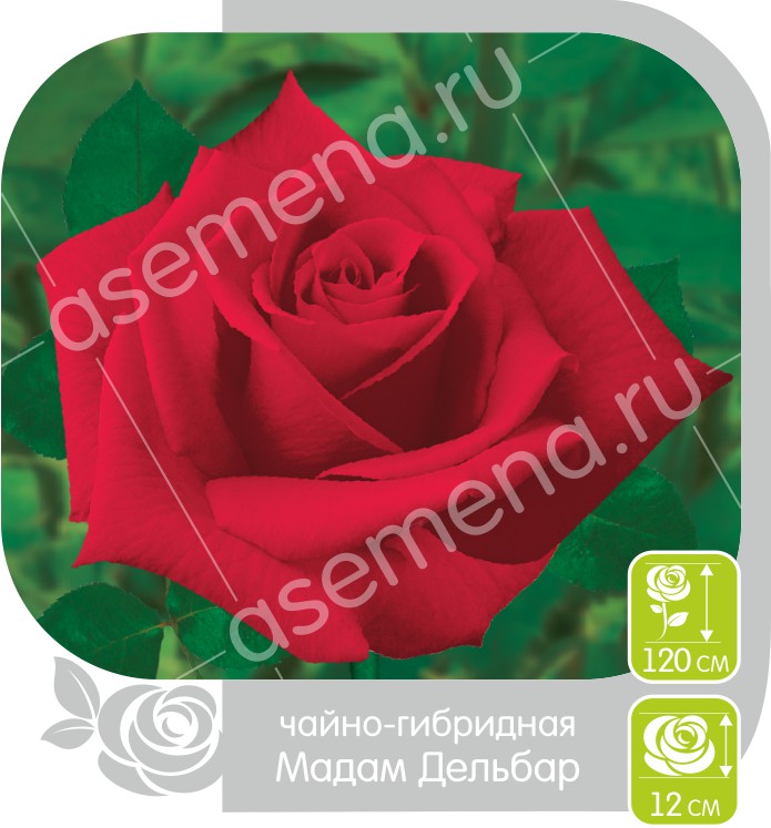 Мадам Дельбар/Сем Алт/1 шт. в коробке