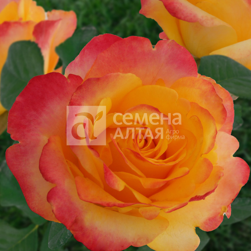 Мега Стар/Сем Алт/1шт. в коробке