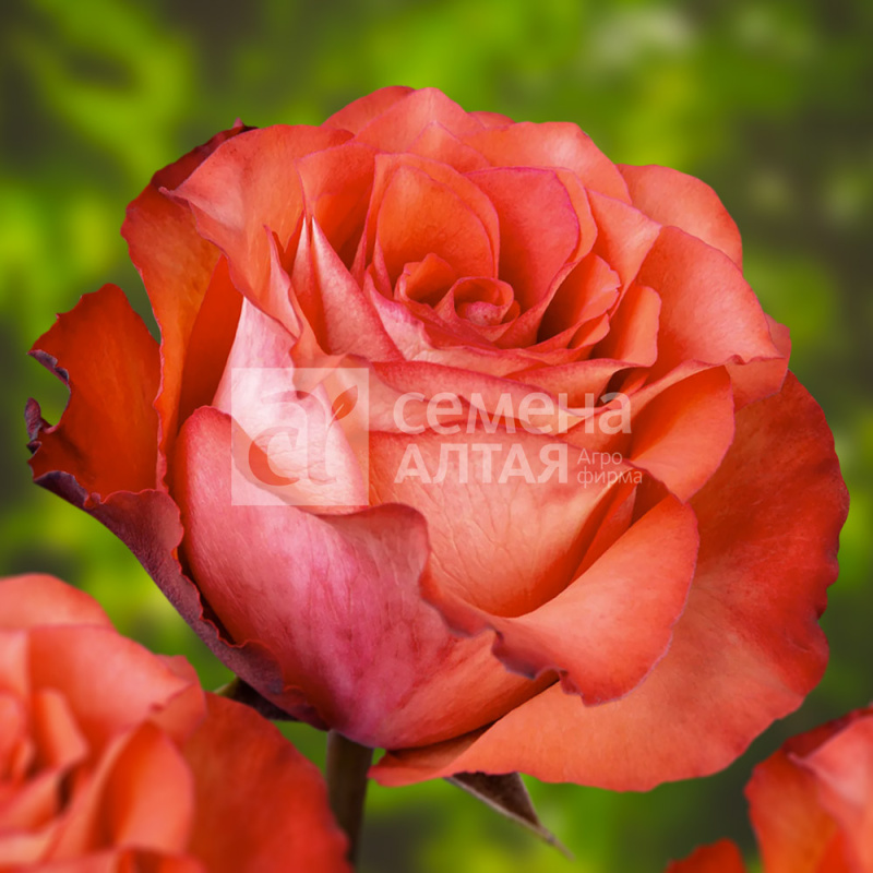 Игуана/Сем Алт/1шт. в коробке