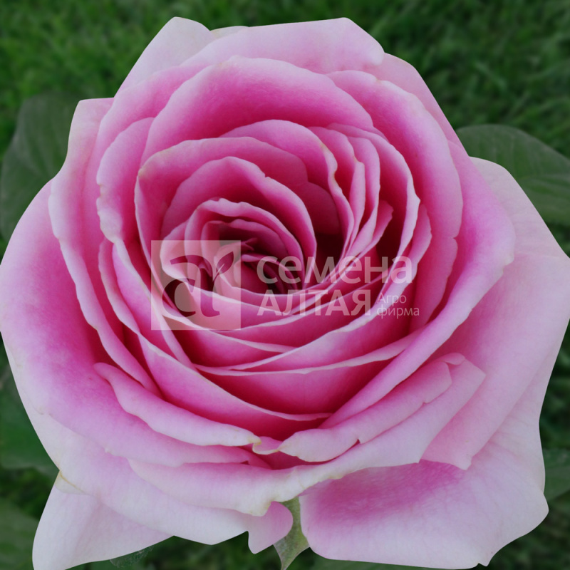 Фосфор/Сем Алт/1шт. в коробке