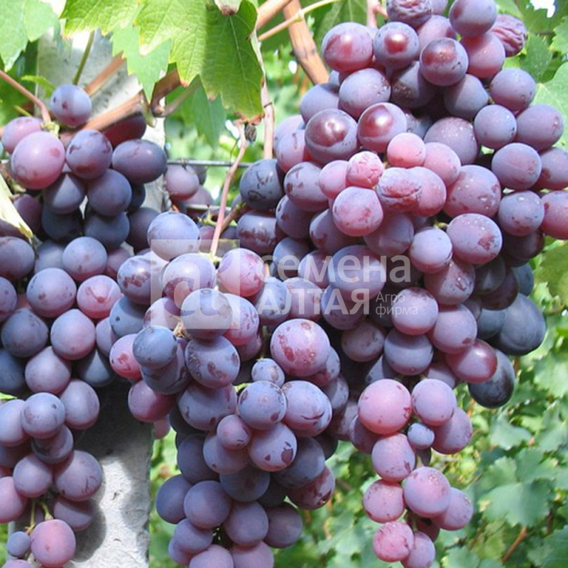 Кардинал/Сем Алт/1шт. в коробке