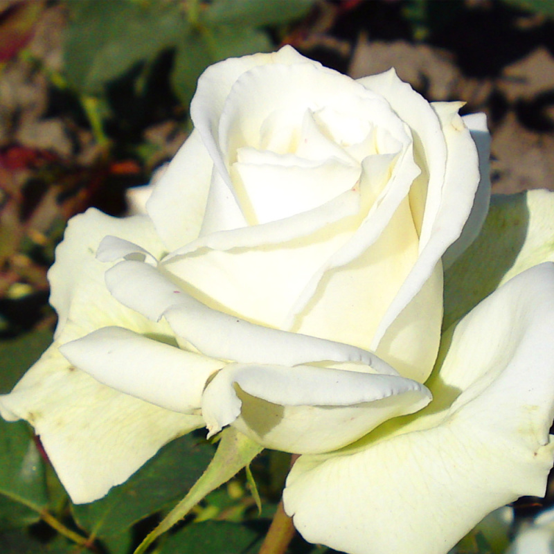 Боинг/Сем Алт/1шт. в коробке