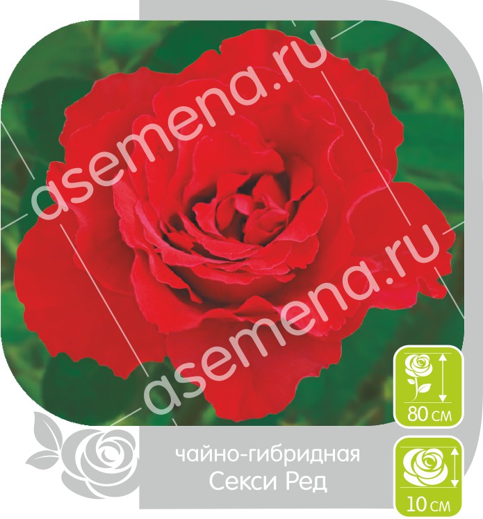 Секси Ред/Сем Алт/1 шт. в коробке