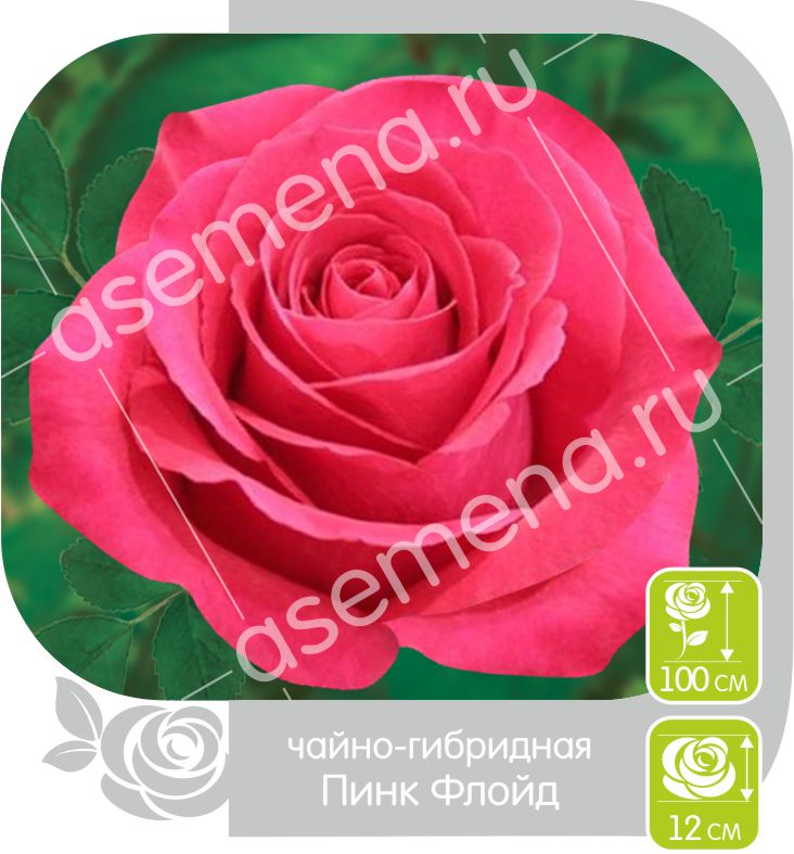 Пинк Флойд/Сем Алт/1шт. в коробке