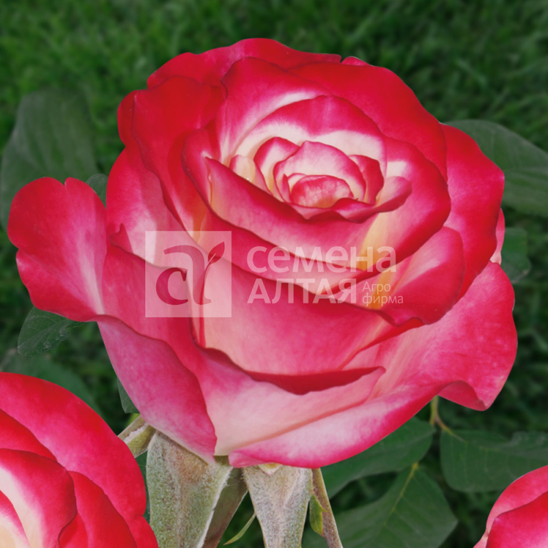 Свитнес/Сем Алт/1шт. в коробке