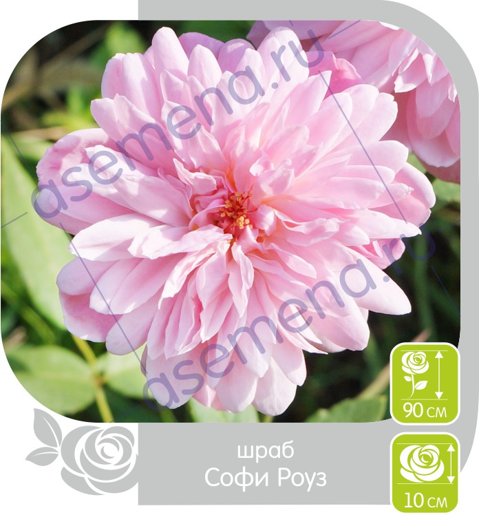 Софи Роуз/Сем Алт/1шт. в коробке