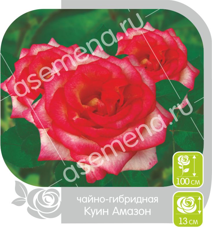 Куин Амазон/Сем Алт/1шт. в коробке