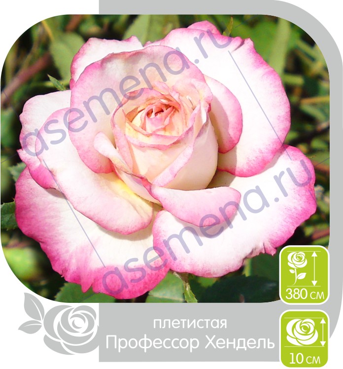 Профессор Хендель/Сем Алт/1шт. в коробке