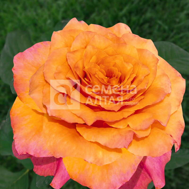 Белведер/Сем Алт/1шт. в коробке