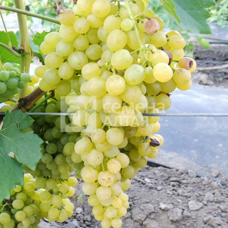 Кристалл/Сем Алт/1шт. в коробке