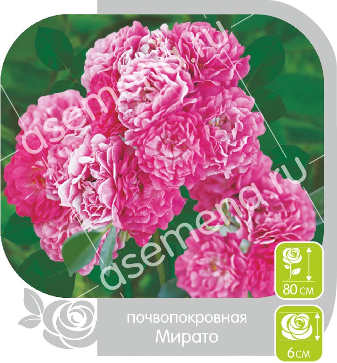 Мирато/Сем Алт/1шт. в коробке