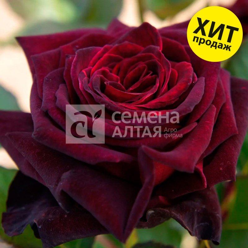 Блек Баккара/Сем Алт/1шт. в коробке