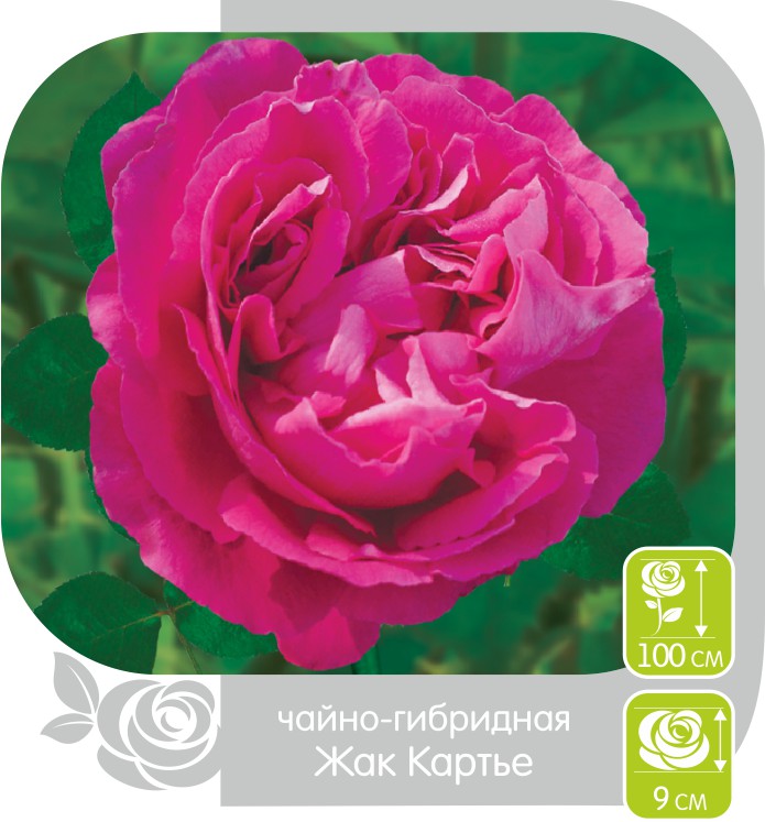 Жак Картье/Сем Алт/1шт. в коробке