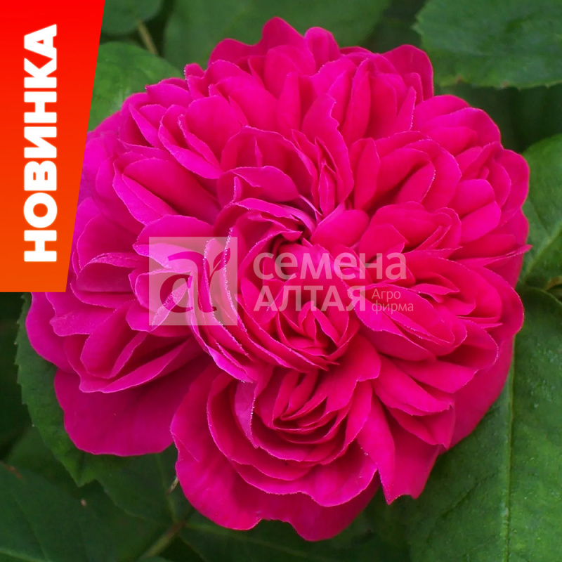 Роз де решт/Сем Алт/1шт. в коробке