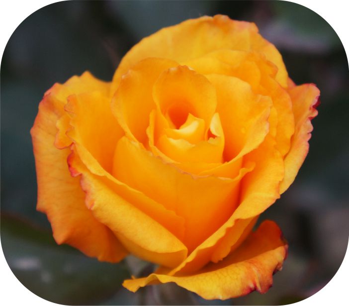 Голден Моника/Сем Алт/1шт. в коробке